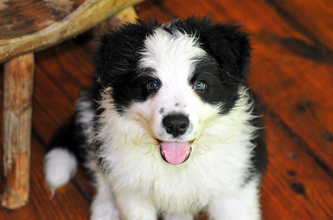 Hollycreek Appalachian Majesty