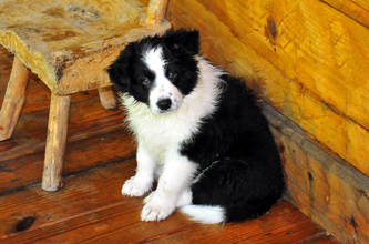 Hollycreek Appalachian Dance