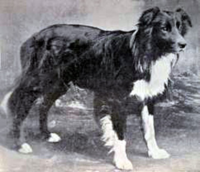 Old Hemp. The father of the Border Collie breed.