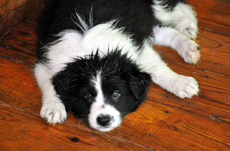 Hollycreek Appalachian Firefly