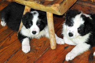 Sprite (left) and Majesty