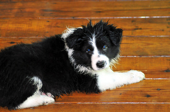 Hollycreek Appalachian Firefly