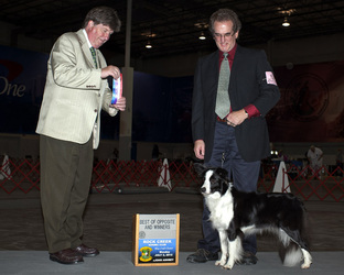 Even after shedding most of her coat, Lorna still takes Best of Opposite and Winners.