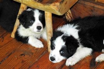 Sprite (left) and Majesty