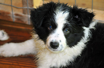 Hollycreek Appalachian Dance (Ceilidh - pronounced Caylee)
