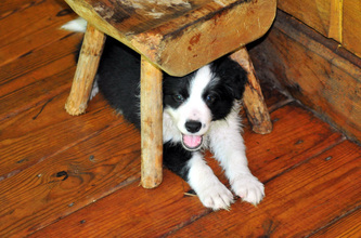 Hollycreek Appalachian Sprite