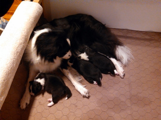 Lorna and pups. Day 12
